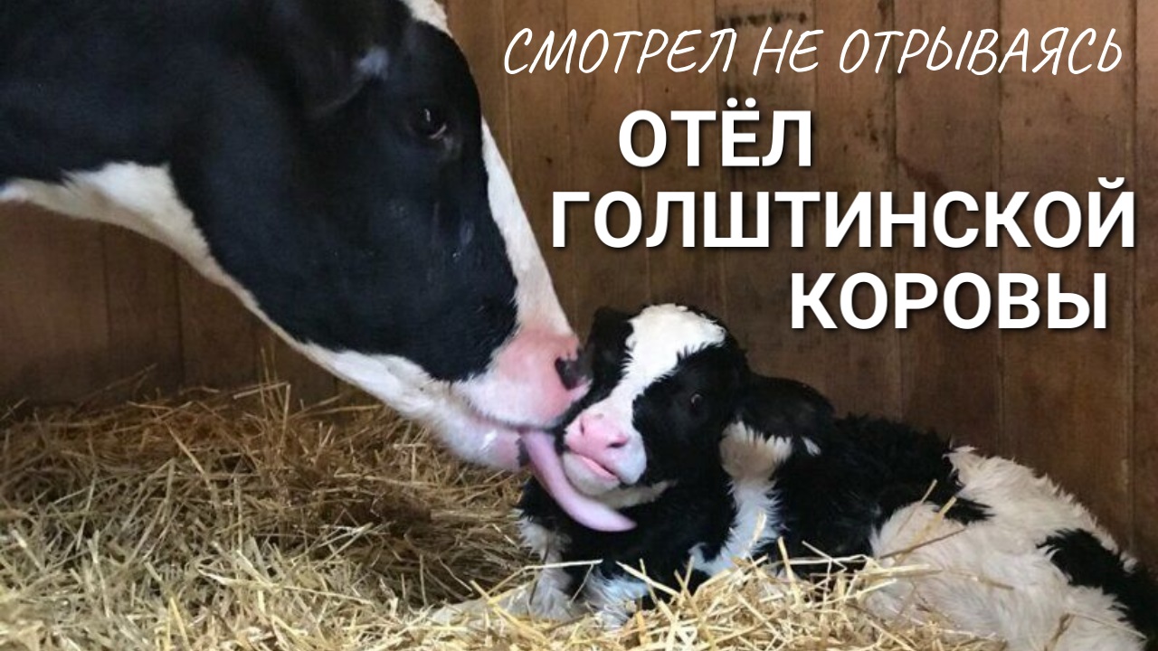 Отёл (рождение телёнка) Голштинской коровы