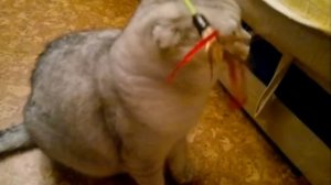 Кошачьи забавы и игры😻💖😻Cat funand games (Шотландская вислоухая порода) Scottish Fold