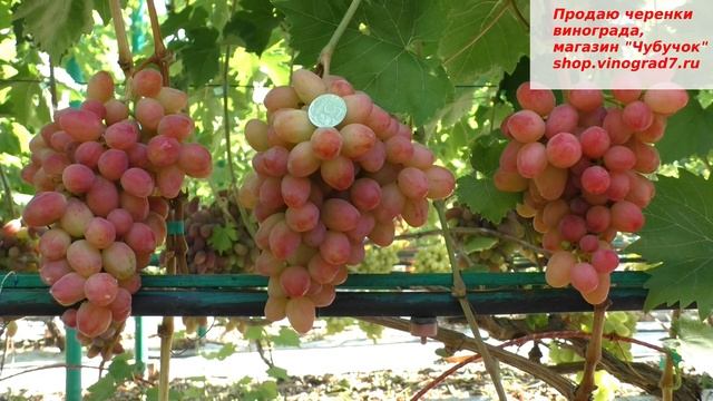 Дынька- виноград селекции Писанки О.М. - с мускатом и красивыми ягодами