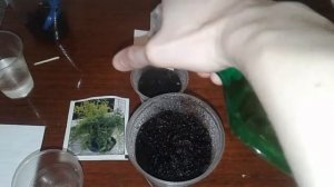 КАК ПОСАДИТЬ АСПАРАГУС ШПРЕНГЕРА ИЗ СЕМЯН