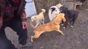 Наше хозяйство. Жизнь в деревне