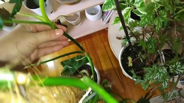 Комнатные цветы .Ноябрьский обзор моего зеленого уголка. смотреть онлайн