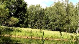 2 часа! Поющий пруд Пение соловья Звуки природы Лягушки в пруду