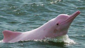 Обнаружен уникальный розовый дельфин фото и видео дельфина альбиноса
