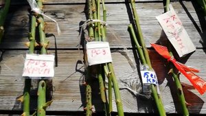 Как сохранить черенки роз и декоративных кустарников зимой в прикопе? Часть 2.