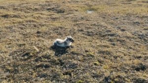 Жизнь молодого песта в тундре на севере Ямала