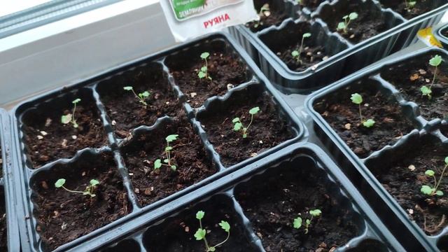 Земляника "Руяна". Посев 08.01. Огородный сезон 2023. смотреть онлайн