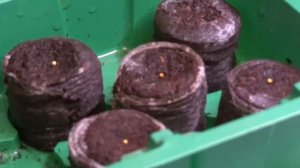 Эустома. Посев в торфяные таблетки.