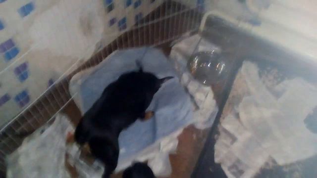 Мои щенки пинчера смотреть онлайн