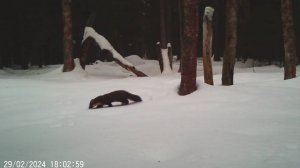 Куница поймала полевку. Кадры с фотоловушки