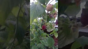 малина сорт Покуса