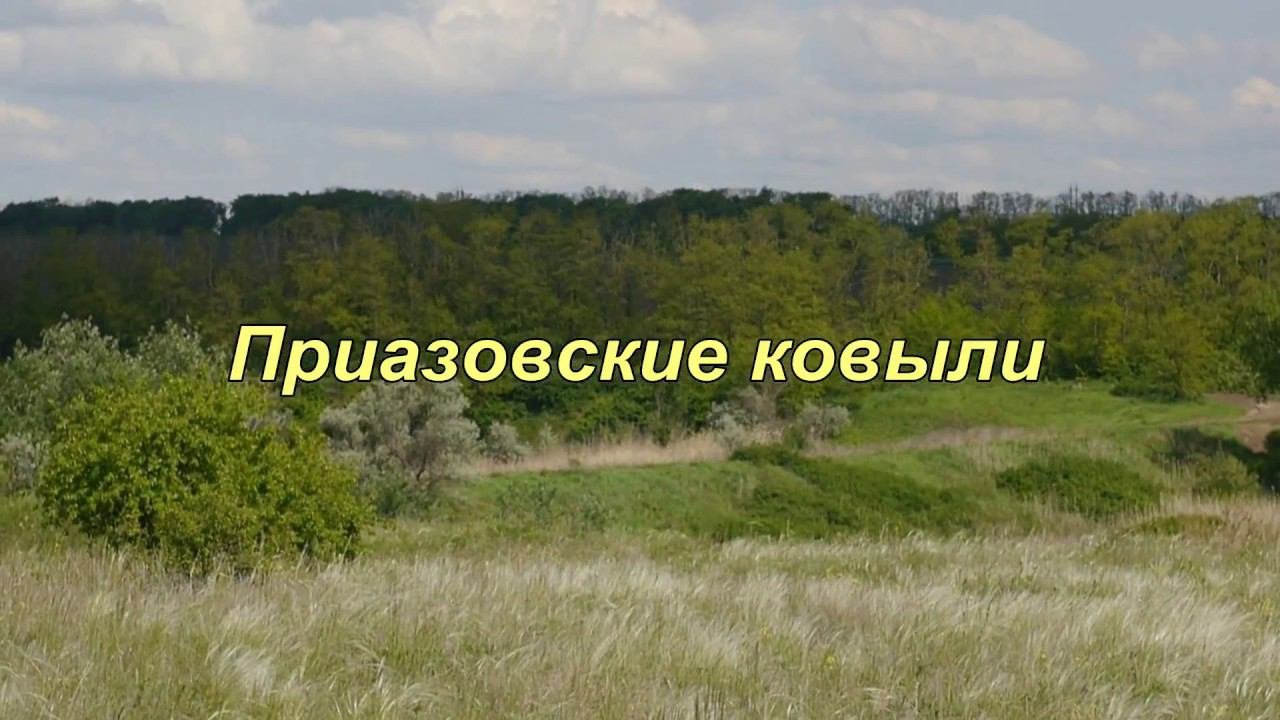 Ковыль