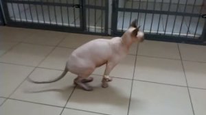 Тромбоэмболия у кота.