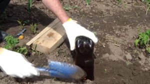 Plastic bottles for watering