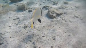 Рыбы красного моря, Чернополосый морской карась,  Acanthopagrus bifasciatus, fish in red sea Egypt