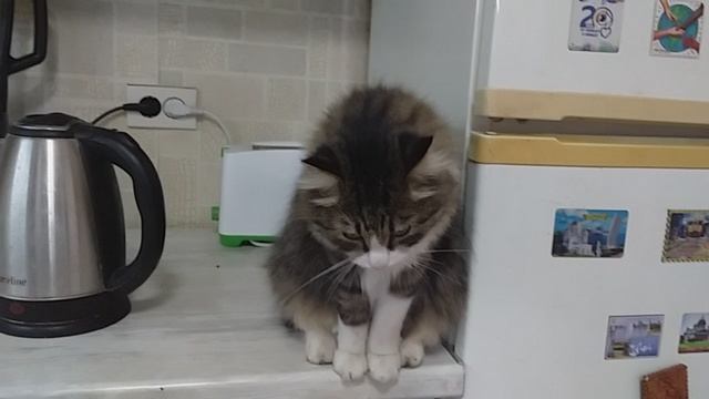 Дрессированный Кот смотреть онлайн