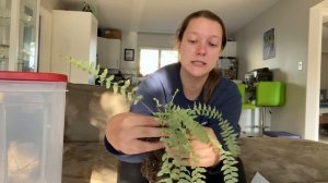 TIGER FERN: Story Time and Care!