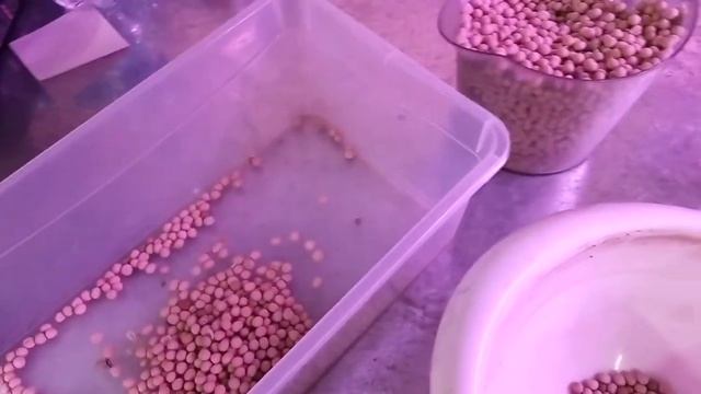 СИТИ-ФЕРМА NFT: Кукуруза 17 июня 2021 смотреть онлайн