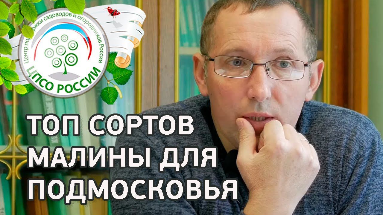 Сорта ремонтантной малины для Подмосковья. Какие сорта ремонтантной малины выбрать для Подмосковья.