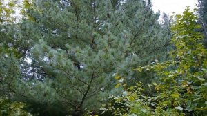Румелийская сосна I Pinus peuce