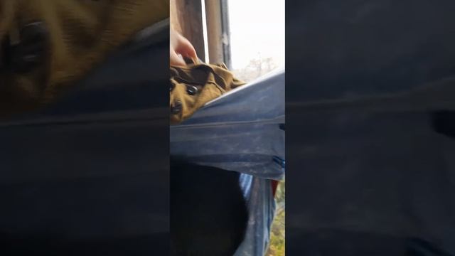 проект:"Кошкин дом" смотреть онлайн