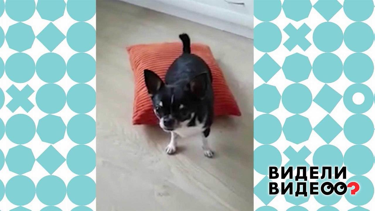 Чихуахуа нужна подушка! Видели видео? Фрагмент выпуска от 13.09.2020