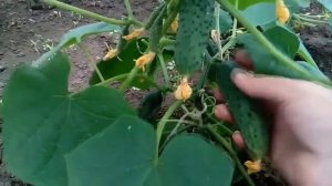 #Огурец #Герман F1 - описание #сорта