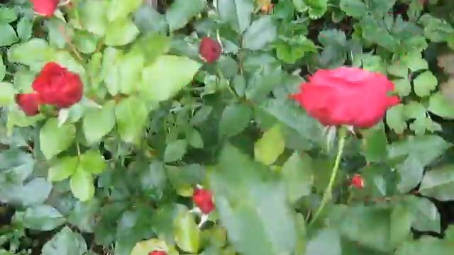 Цветы в саду, август, розы, флоксы и гортензии... смотреть онлайн