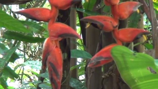 Investigando Ando - Heliconias, Anturios, Palma de Naidí y Chigua смотреть онлайн