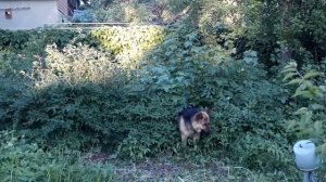 Вот кто ест жимолость!