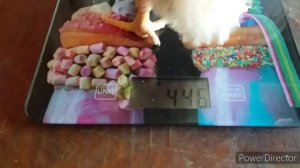 Бройлерам 15 Дней//РОСС 308// Почему Не Растут Бройлеры?Ошибки При Выращивании Бройлеров