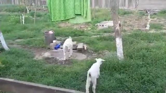 Наглый козлёнок? смотреть онлайн