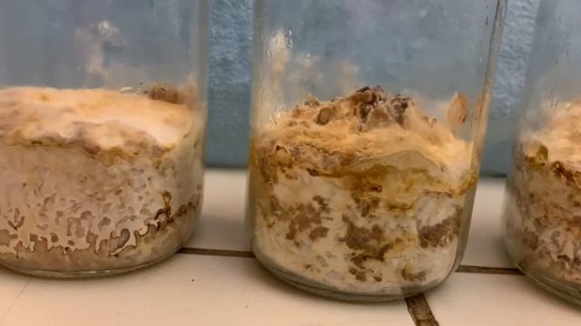 Living Chaga Medicinal Mushrooms - Inonotus obliquus - 5 weeks old growing in quart mason jars смотреть онлайн