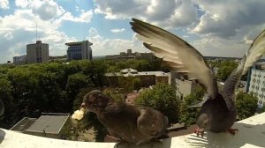 Разведение голубей на отливе, голуби, как поймать голубя.