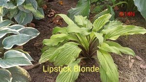 хоста Lipstick Blonde весь сезон #hostaLipstickBlonde#PetrNovar