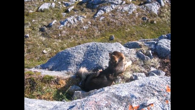 Это невероятное сражение! Собака отдала свою жизнь , взамен на жизнь хозяйки ! смотреть онлайн