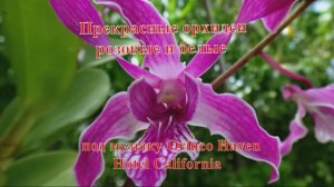 17. Цветы Прекрасные Орхидеи розовые и белые под музыку Orinco Haven Hotel California HD