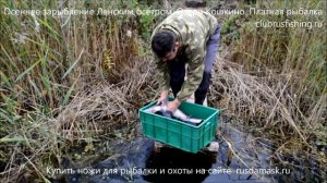 Осеннее зарыбление Ленским осетром. Озеро Кошкино. Осень 2017.