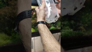Теодоксусы в посылке