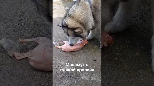 маламут и тушка кролика #маламут #хаски #dog #собака #husky #приключения #nature #домашниеживотные