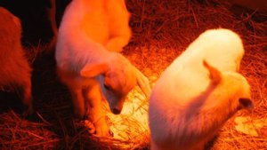 ПОЛЬЗА КОЗЬЕГО МОЛОКА!