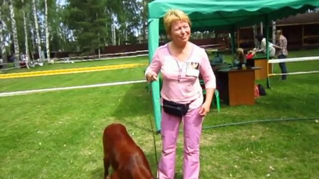 Выставка Гленкар. Юниоры. Ирландский сеттер Ассет смотреть онлайн