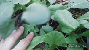 Моя любимая дача 15 мая 2019 г. Моя теплица. Дорожка в теплицу .