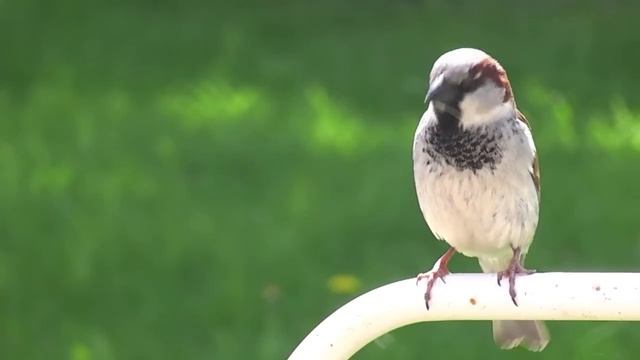 Full HD Bird test with Panasonic HDC SD10 смотреть онлайн