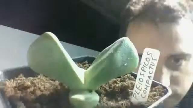 PLANTA PLEIOSPILOS COMPACTUS - Miguel angel