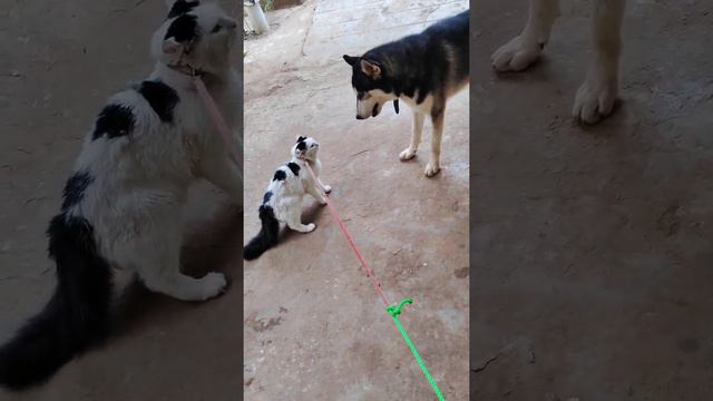 Siberian husky/siberian cat/husky and cat fighting/dog and cat/angry cat/enga area ulla varatha son