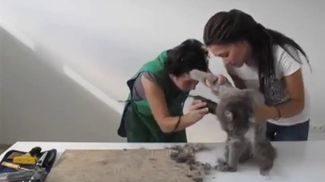 how to shave pussy КАК БРИТЬ КИСКУ смотреть онлайн