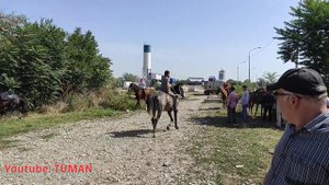 Скотный Рынок Лошадей, Урусмартан, Туман, Чечня.