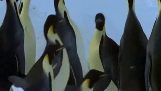 Пингвины.Полет под водой. смотреть онлайн