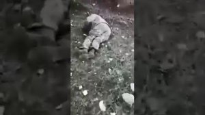 Армянские трупы Карабах - это Азербайджан